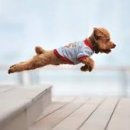 해뜨는 동물병원 이미지