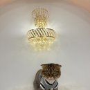 아르펫살롱 이미지