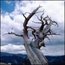 자라는나무 이미지