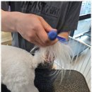 놀러왔댕 이미지