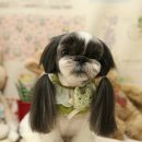 루루퍼피 이미지