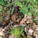 천문동 농장 이미지