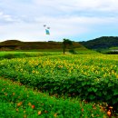 연천 호로고루 - 해바라기 이미지