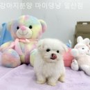 강아지분양 마이댕냥 일산점 | [일산/분양샵] 강아지분양 마이댕냥 일산점 오랫동안 기억에 남을 특별한 인연의 시작
