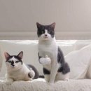 불수성풍천장어 이미지