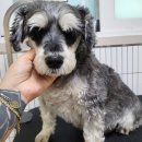 마이핫독 이미지