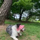 청우 동물병원 이미지