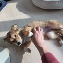 퍼니펫 애견 미용실 | 대전 반려견 미용실 <코코르펫> 강추 후기 - 미용하고 견생샷 포토존까지🐶