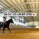 송송마 | 말타(Malta) 앱 사용 후기 및 장점 국내 최초/유일 승마 예약 플랫폼 소개
