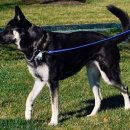 퍼스트독 이미지