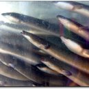 풍천장어 숯불구이 이미지