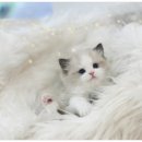 바이오케이 이미지