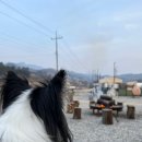 도그랜드 이미지