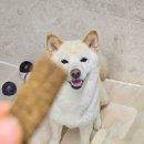 강아지 사료 추천, 소화 잘되는 소프트사료 오븐베이크