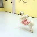 모글리몽 이미지