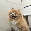 둥둥펫살롱 이미지