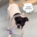 강아지 개 신장, 간 제거 수술 후기 | 강아지 복수, 신장 팽창