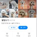 셀럽도기 이미지