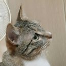 돼지꼬리 이미지