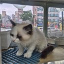 강아지&고양이 마을 | 정왕동에서 만나는 고양이 분양과 반려동물을 위한 특별한 나만의 공간