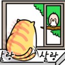 삼층고양이 이미지