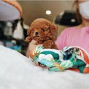 야옹아멍멍해봐 용인보정점 | 용인강아지분양 믿음가는곳 후기