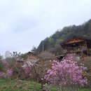 돌배나무 세그루 | 240419-21. 평창. 봄을 두 번 맞이하다(돌배나무세그루)