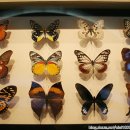 반디랜드 곤충박물관 이미지