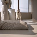 빌라누트 이미지