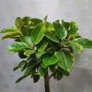 SK푸른주유소 이미지