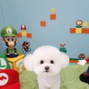 달콤한댕 이미지