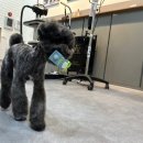 펫더헤븐 이미지