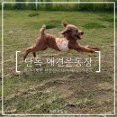 애견운동장 단독 대여 가능한 제이그라운드
