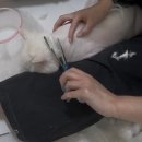 고양이 미용실 안냥 이미지