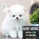 베이비몽송파점애견분양미용호텔 | 수원강아지분양 애견분양 어쩜 이리 사랑스러?