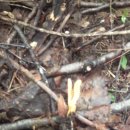 충화초등학교 이미지