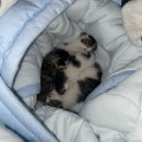 연서 동물병원 | 괴안동 Be동물병원 :: 부천 고양이병원 추천 (정기검진, 스케일링금액)