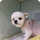 내사랑강아지 | 강아지 슬개골탈구 수술후기 포메라니안 내 사랑