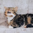 꽃하루방 | 서귀포게스트하우스 꽃하루방게스트하우스 가격대별 차이 정리