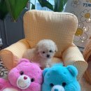 늘 함께하 개 이미지