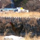 [경상남도] 마산시 구산면 석양 장작 구이 이미지