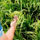 농업회사법인(유)이삭 이미지