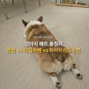 끌림Design | [솔직비교] Lg엑스컴포트, 현대 아티움 장판 vs 하이브리드우븐, 슬개골탈구 예방과 완벽 미끄럼방지매트