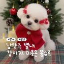 루이동물미용 이미지