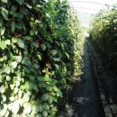 용화보건지소 이미지