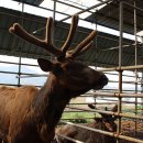 설화사슴목장 이미지