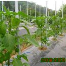 방아다리 이미지