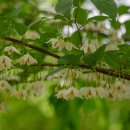 큰나무민박 이미지