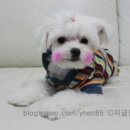 봄내동물병원 이미지