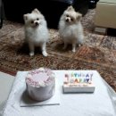 탄앤쿠키 이미지